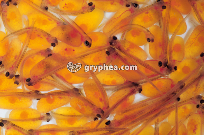 Truite - Jeunes alevins - gryphea.com